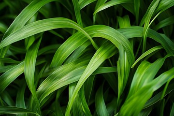 Obraz premium A close-up of lush green leaves creating a vibrant, natural texture.