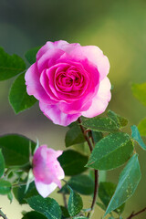 Rose, forest and outdoor ecology in environment, flower bush and growth or blooming in nature. Plant, blossom and countryside woods with botany for peace in ecosystem, wilderness and vegetation