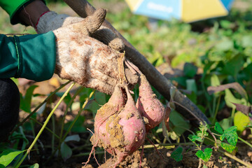 Close-up of a farmer’s hands with an orange flesh potato tuber, freshly harvested from the soil. This image highlights sustainable, eco-friendly farming
