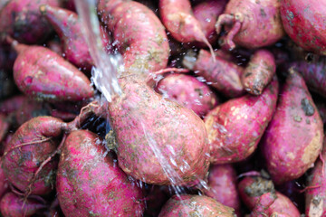 Farmer’s pesticide-free cassava roots, grown using eco-friendly, organic methods, harvested fresh...