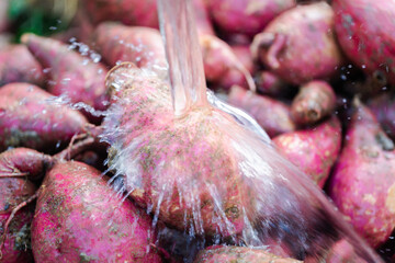 Fresh, pesticide-free cassava roots harvested by local farmers using eco-friendly practices. These...