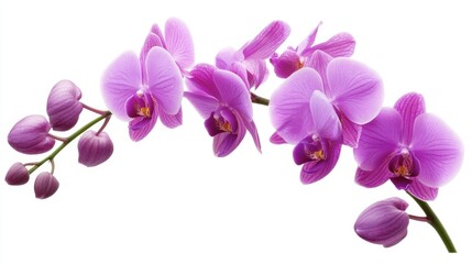Elegant Purple Orchids on a White Background