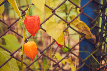 Miechunka, Physalis L. © Marcin Łazarczyk