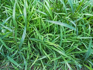 Green grass,green grass background 