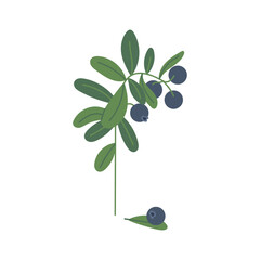 Beautiful bilberry bush with berries and leaves isolated on white background. Hand drawn vector flat doodle colored illustration. Blueberry forest plant, vitamin, medical herb, tea design