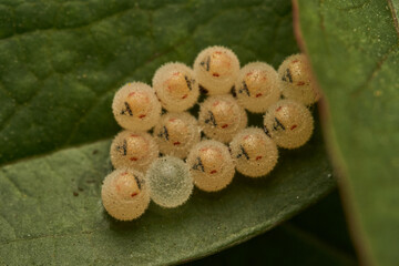 Eggs of some insect on a green leaf