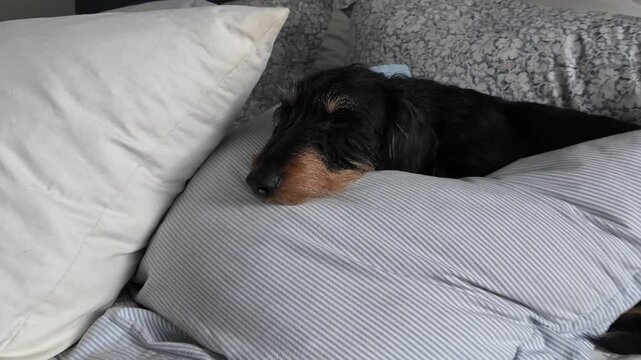 Dachshund dog is sleeping on a bed.