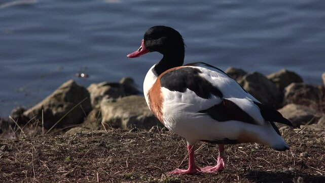 Close up view of shelduck on the shore. Bird at nature reserve feeding on the ground UK 4K