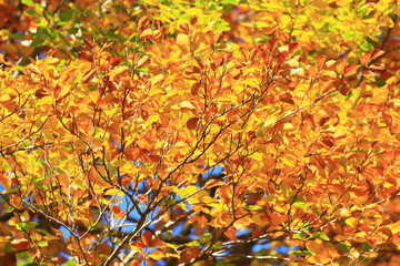 Beautiful fall colors in forest in surrounding area of Plitvice lakes, famous National park in Croatia