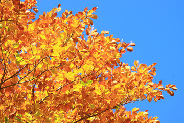 Beautiful fall colors in forest in surrounding area of Plitvice lakes, famous National park in Croatia