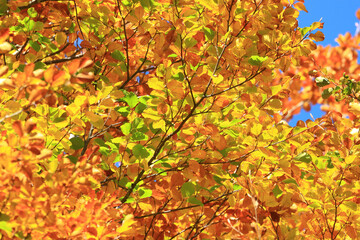 Beautiful fall colors in forest in surrounding area of Plitvice lakes, famous National park in Croatia