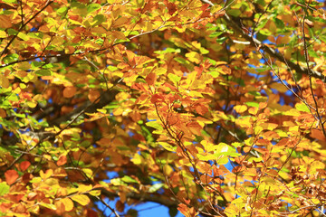 Beautiful fall colors in forest in surrounding area of Plitvice lakes, famous National park in Croatia