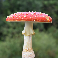 Red fly agaric Amanita muscaria mushroom 