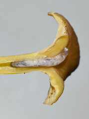 Insect larva feeding inside yellowfoot chanterelle mushroom