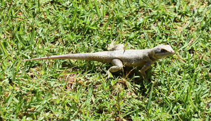 Neotropical lava lizard Tropidurus hispidus sitting on the ground