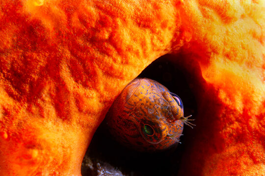 Parablennius zvonimiri - Zvonimir's blenny. Blenny fish.Canaklale T&uuml;rkiye

