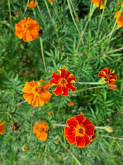 These are red marigolds blooming in the flower bed.