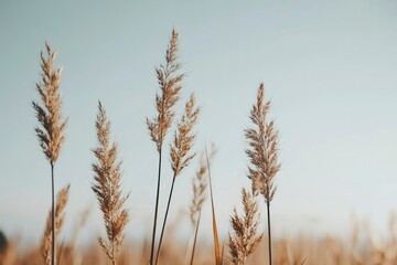 Fototapeta premium Close-up of Tall, Dry Grass Blades against a Hazy Sky
