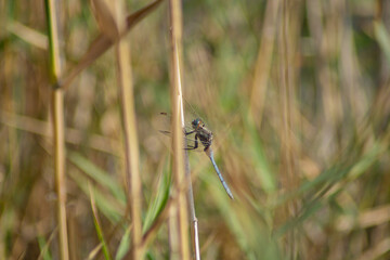 Dragonfly perched on a reed in a wetland