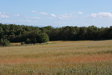 Obraz premium 花の時期が終わりに近づき茎の赤さが目立つようになってきた、北竜町の蕎麦畑