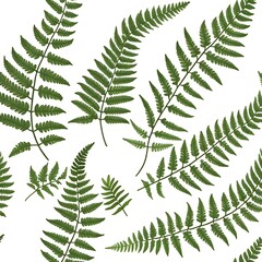 Seamless pattern  of fern islated on white background for textile, fashion, mockup, clothes. floral pattern , forest