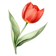 Fototapeta premium A red tulip with green leaves is the main focus of the image