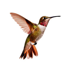 Fototapeta premium hummingbird in flight