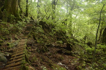 Alter Waldweg