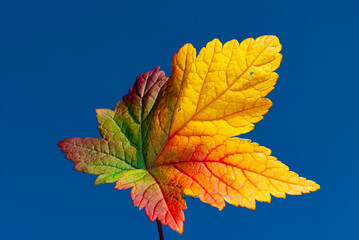 multicolored autumn leaves in Iceland