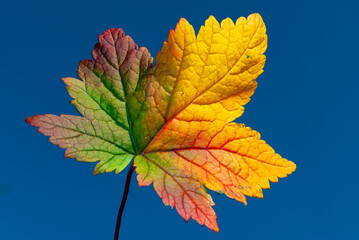 multicolored autumn leaves in Iceland