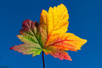 multicolored autumn leaves in Iceland