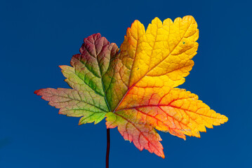 multicolored autumn leaves in Iceland