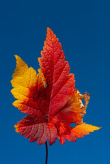 multicolored autumn leaves in Iceland