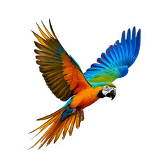 Fototapeta premium blue and yellow macaw isolated