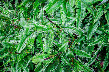 Vibrant Purple and White Angelonia Flowers in Bloom