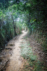 Serene Forest Pathway Surrounded by Tall Trees and Lush Greenery