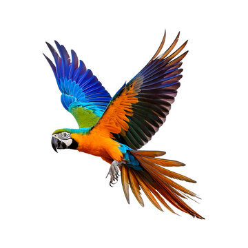 blue and yellow macaw ara ararauna