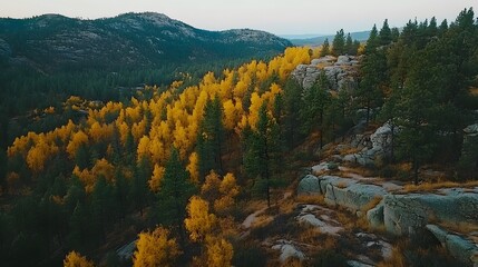 Aerial view of golden autumn trees amidst rugged mountains and evergreen forests.