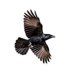 Obraz premium eagle isolated on white