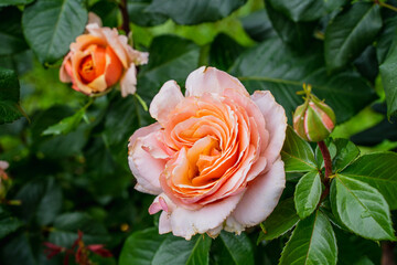 beautiful peach rose neatly blossomed with delicate petals, green leaves and young beautiful rose buds grows on the site as a bush