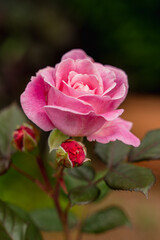 beautiful long-haired red-haired teenage girl dressed in black clothes, jeans and a long sleeve plays the piano, looks into the frame, there are notes and fingers run over the keys of the instrument, 