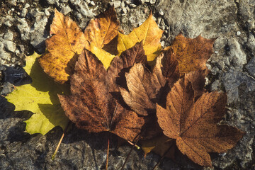 Herbst - Laub - Blätter - Autumn - Jahrezeit - Ahorn - Oktober - Bunt - Hintergrund - Natur - Konzept 