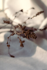 Close up of dry branch on white blurred background