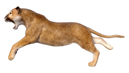 3D Rendering Big Cat Puma on White