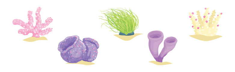 Colorful Coral and Sea Bottom Plant Vector Set