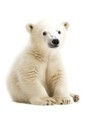 Cute baby polar bear, isolated on white background	