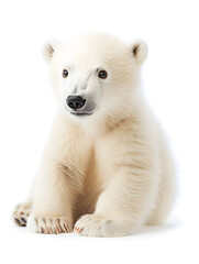 Fototapeta premium Cute baby polar bear, isolated on white background 