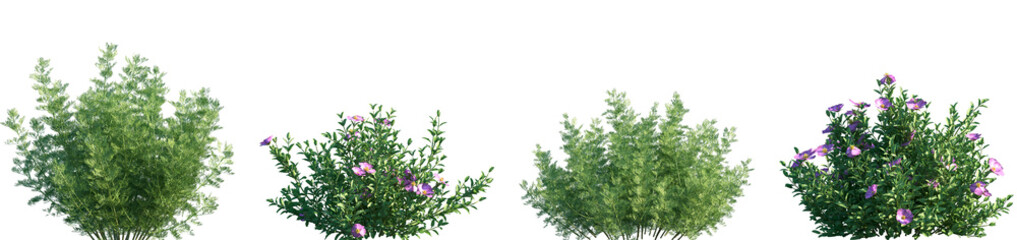 Set of frontal Artemisia abrotanum and Cistus incanus (hoary rock-rose) isolated png on a transparent background perfectly cutout high resolution