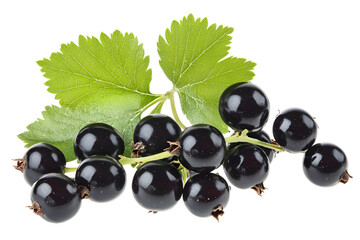 Black currant berry isolated on white background
