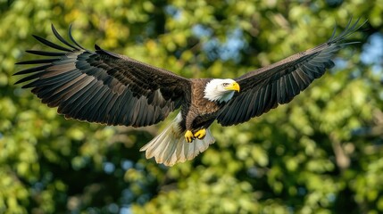 Obraz premium Bald eagle soaring high above the treetops, its wings spread wide as it glides effortlessly through the sky.